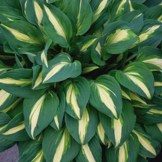 Little Treasure Hosta Thumbnail